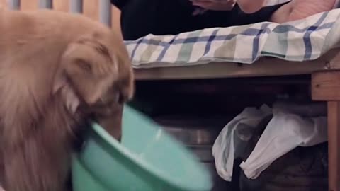 Dog short film