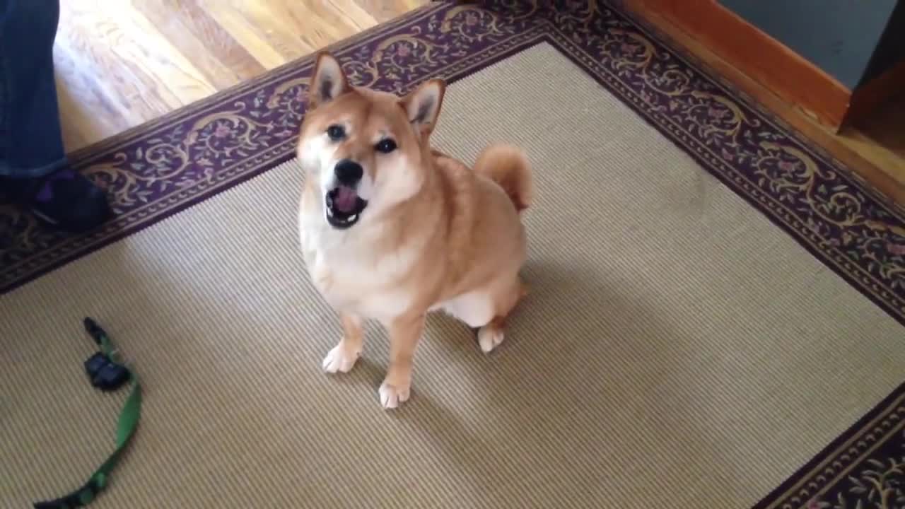 Shiba Inu tells owner _let's go for a walk!