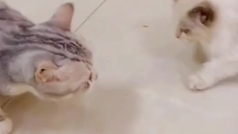 My_Cats_ are_ so_ funny 😂cats video TikTok 😄😄