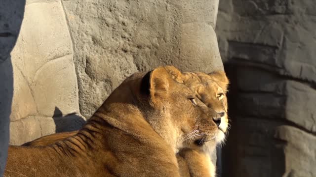 Lions Friendship 01