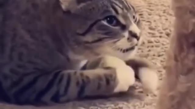 Funny Animal Videos