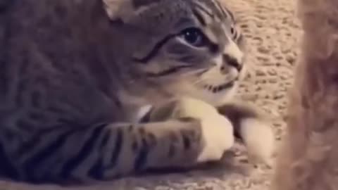 Funny Animal Videos