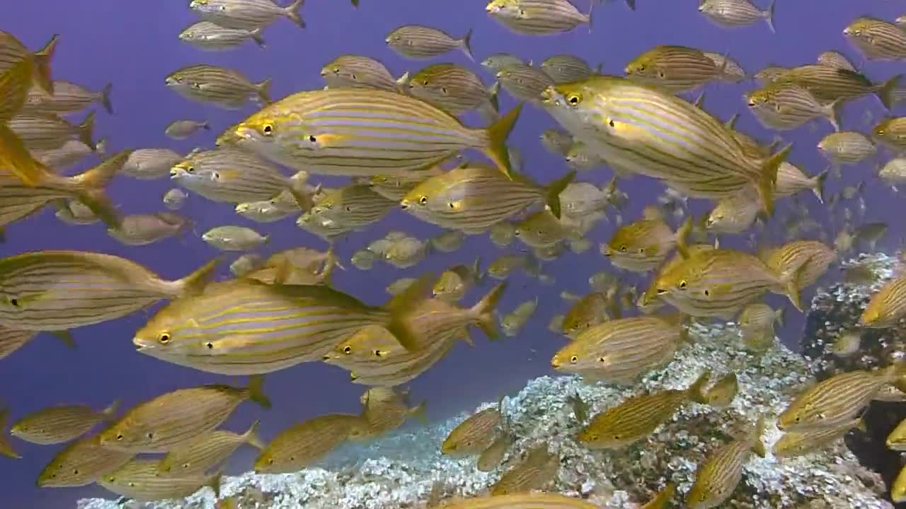 Watch the beauty of the ocean fish