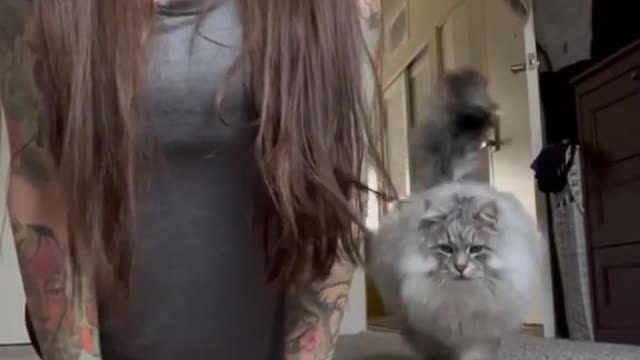 Gato ciumento / jealous cat