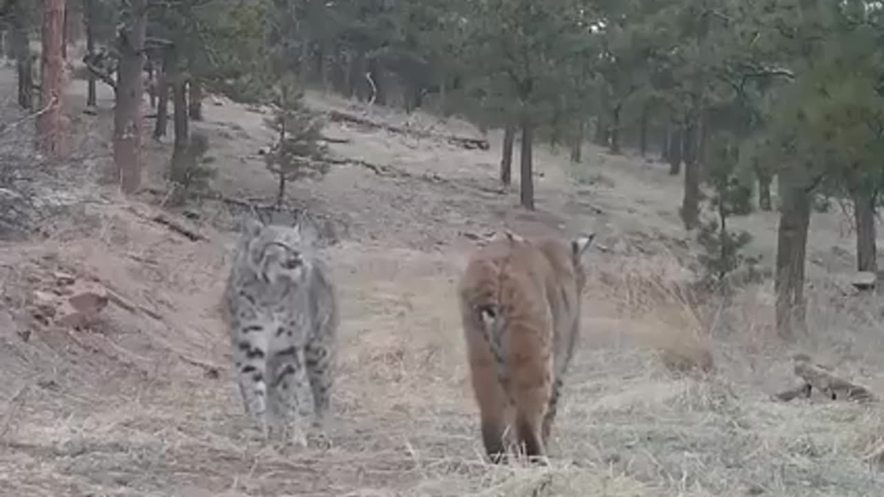 Animals: Two Bobcats