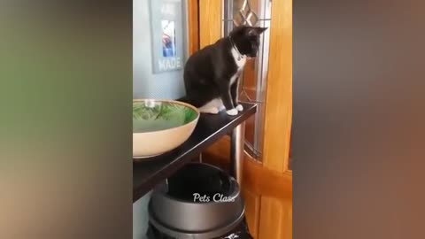 funny cat animal video