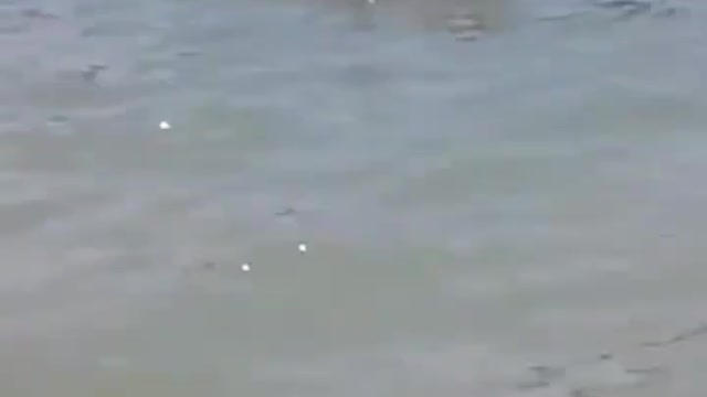 Great Dane jumps for dock diving ribbon & title