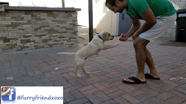 Labrador Puppy Learning and Performing Training Commands | Dog Showing All Training Skills