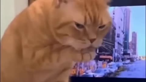 funny animal videos