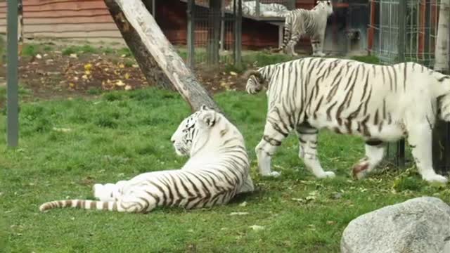 Beautiful White Tiger Nature Video Status Full HD