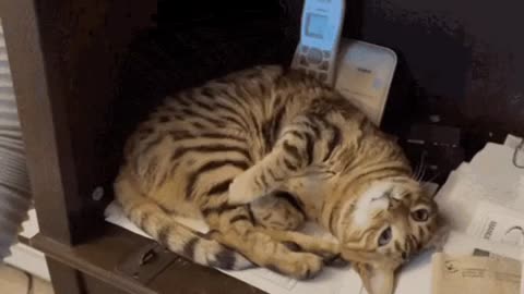Cute Cat Gif