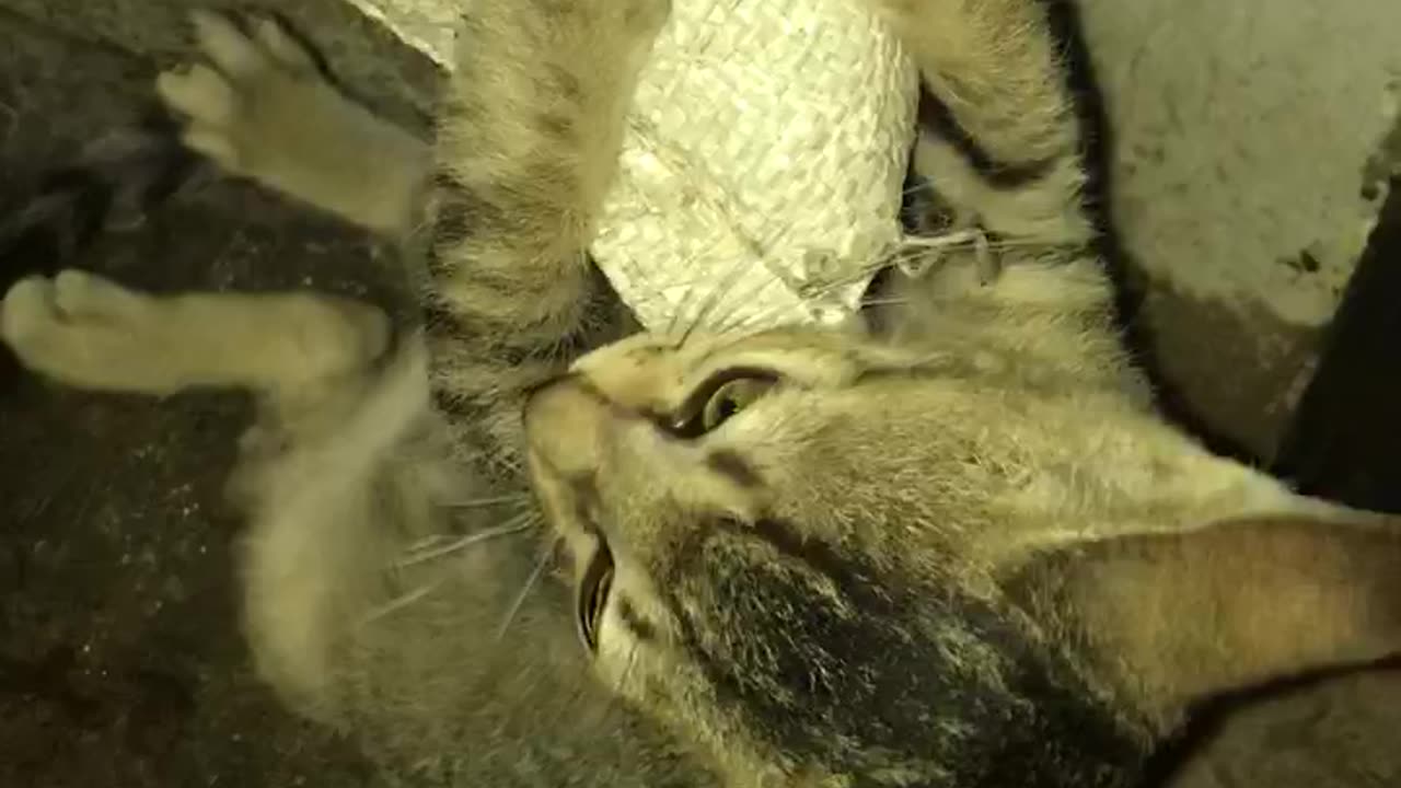 cute cat