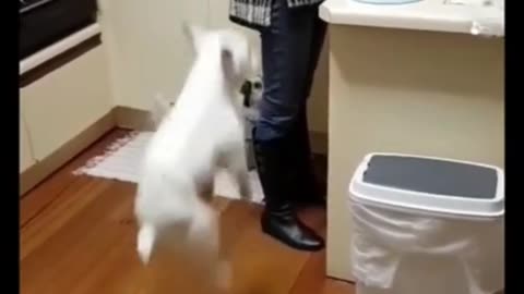 Dogs Funny Compilation