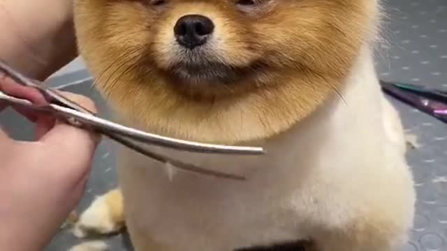 #pets #petlover #dog