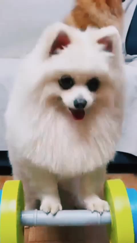 Viral video cute dog and puppies