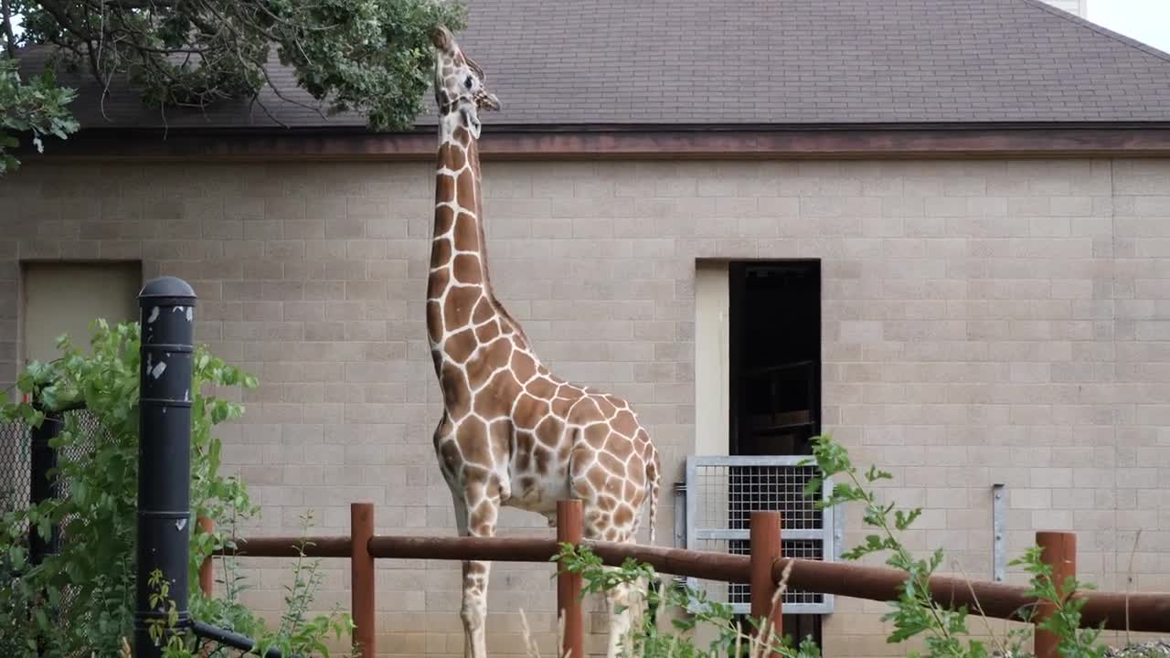 Giraffe trying to pull tree branch