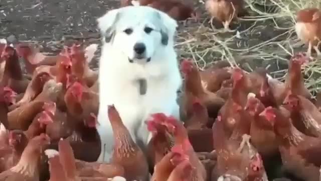 Surrounded dog