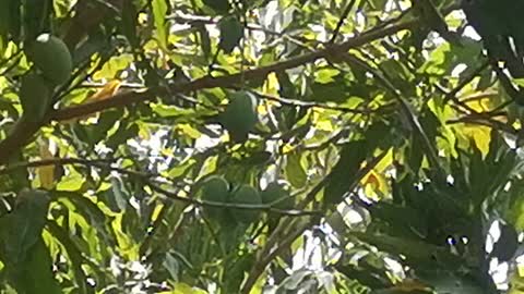 Mangoes