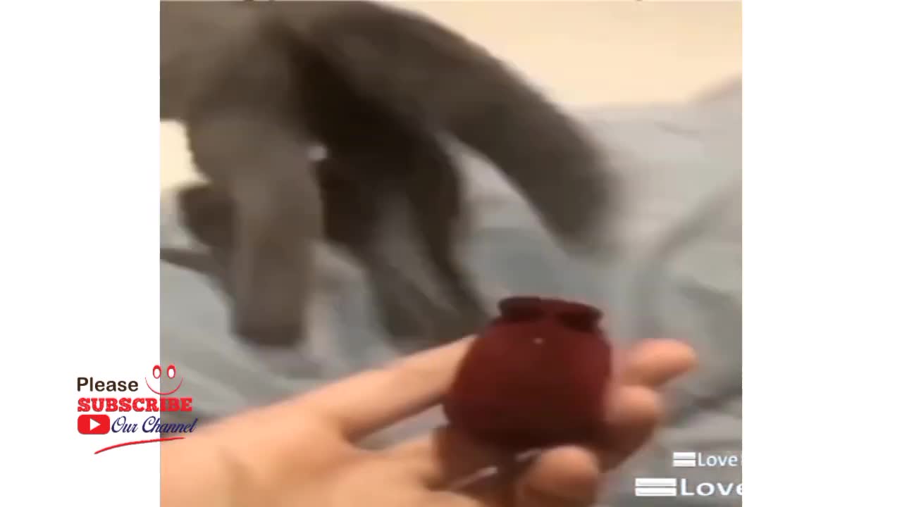 Top Funny Animal | Animal Funny Moment | Funny Video 2021