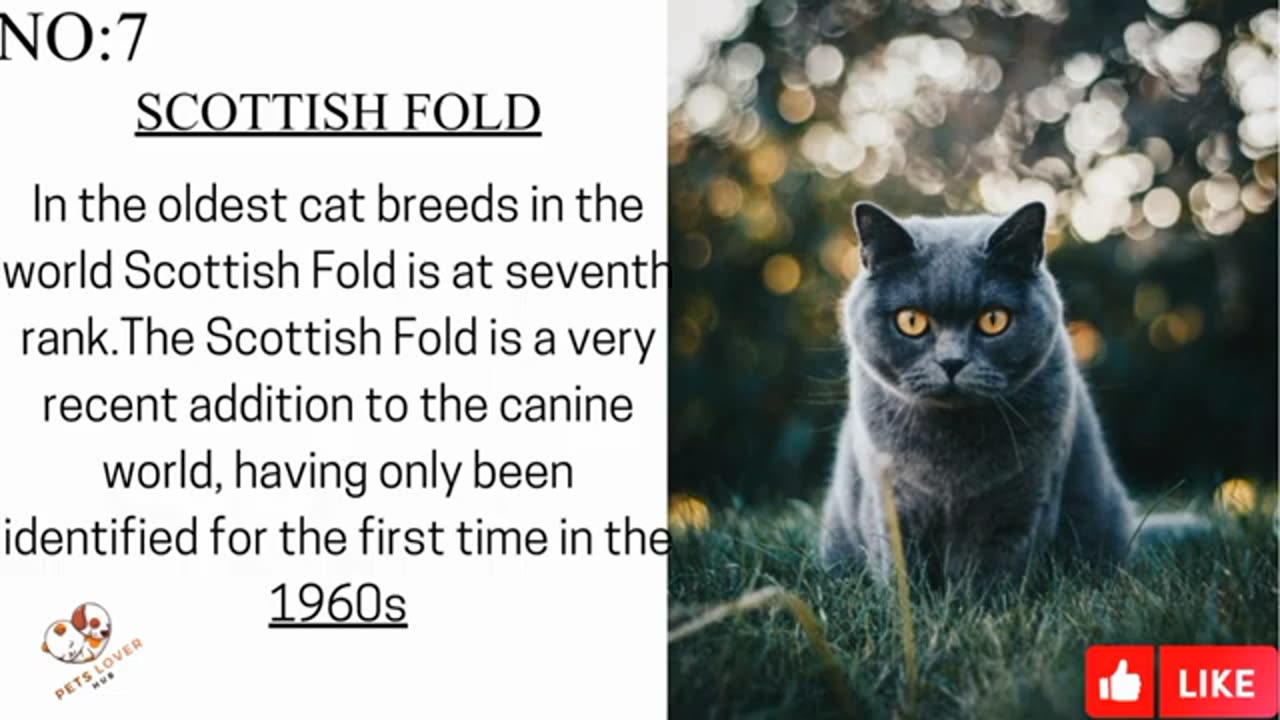 Top10 cats in world cat breeds