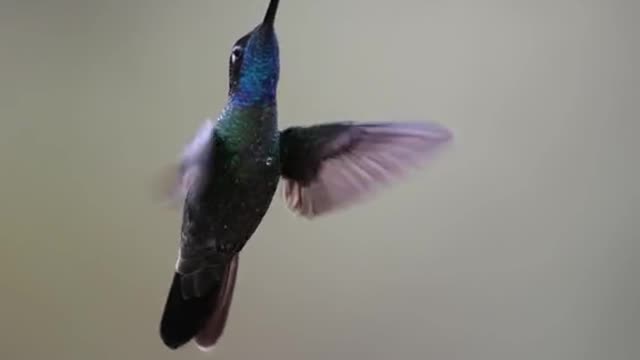 humming birds. beauty