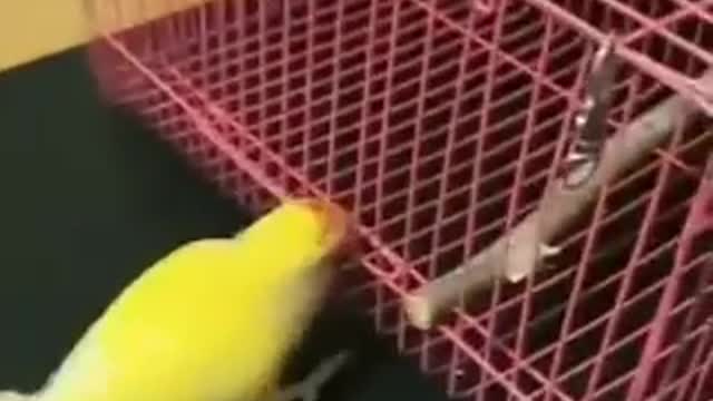 #parrot is a great work