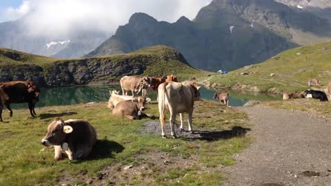 Cowbells in Swiss Mountains Alps Kuhglocken in den Alpen