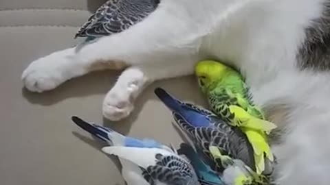 Birds and Cat love