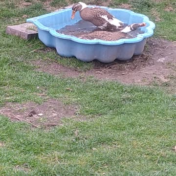 Two sisters in the pool, Luffy and Duffy 🦆🧡🦆