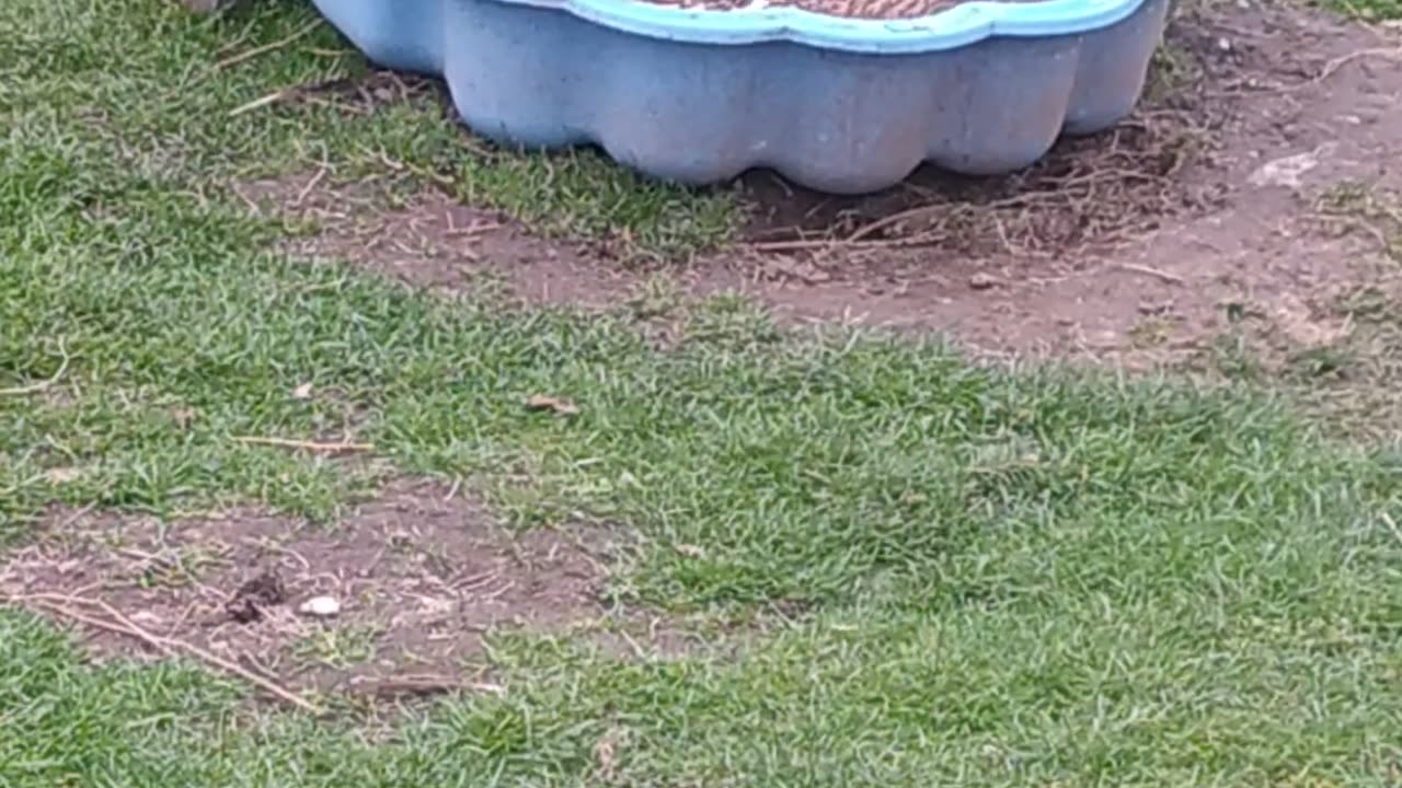 Two sisters in the pool, Luffy and Duffy 🦆🧡🦆