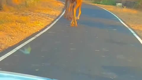 Rajasthani life (India)