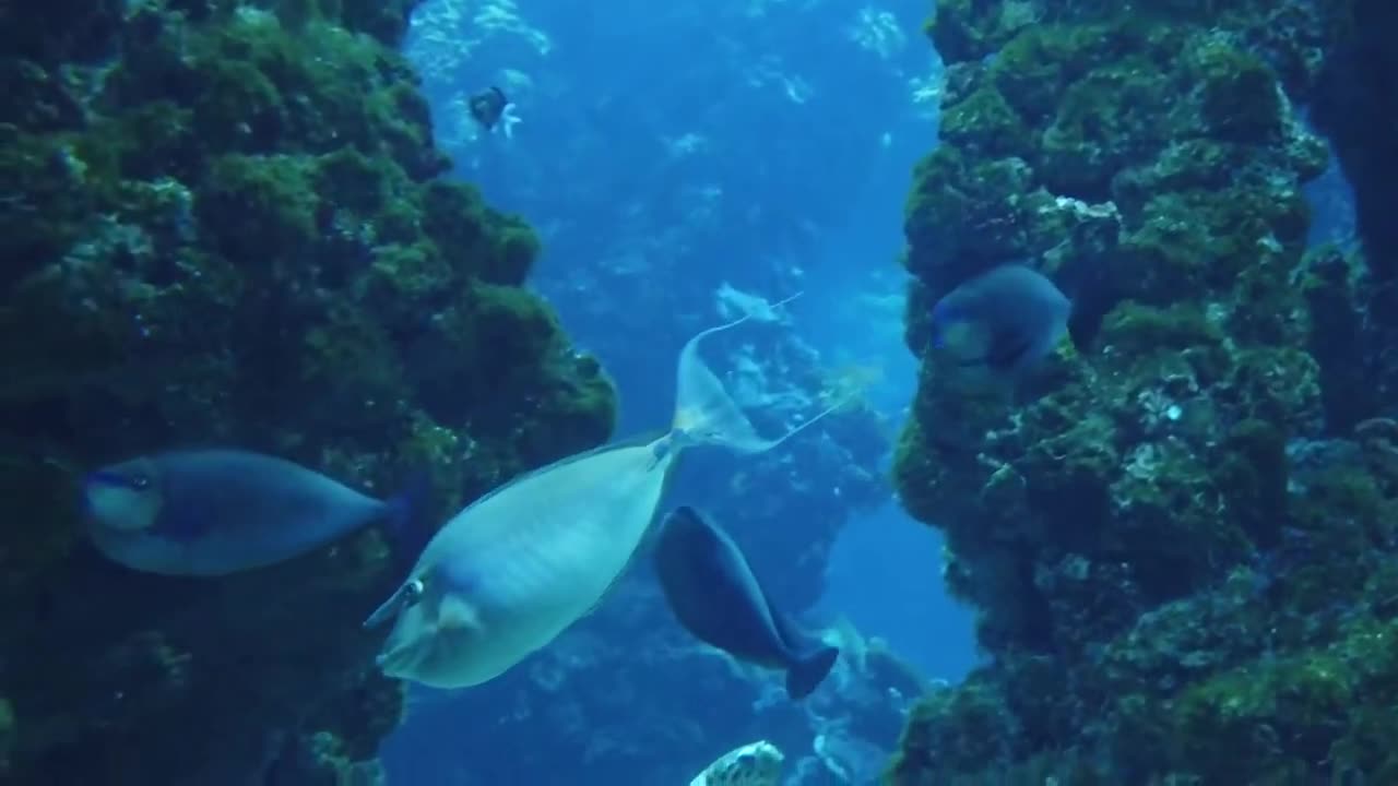 Underwater fish 🐠🐋🐟