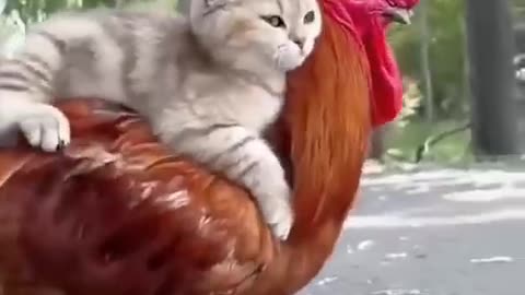 funny cat video asking to be carried by a chicken