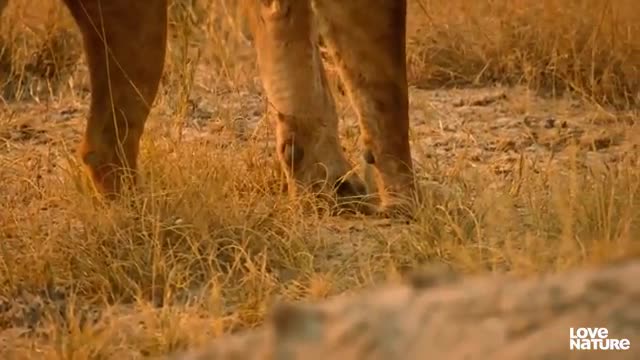 Lion Pride Chases Down Antelope and Calf | Love Nature