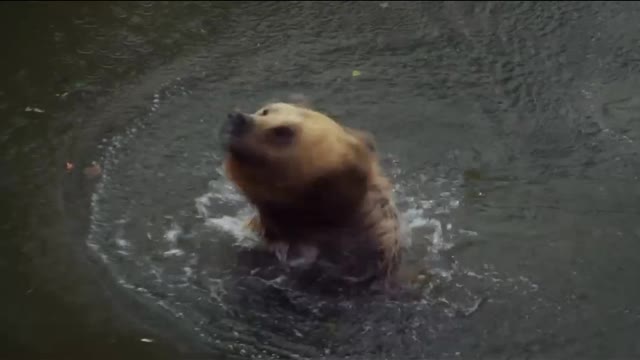 Swim in the water and bear sports.