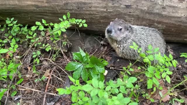 Rehab Deb’s Babies Are Released!
