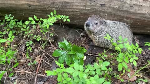 Rehab Deb’s Babies Are Released!