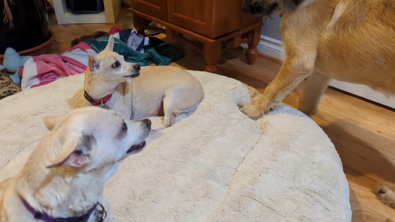 Luke plays with Hans