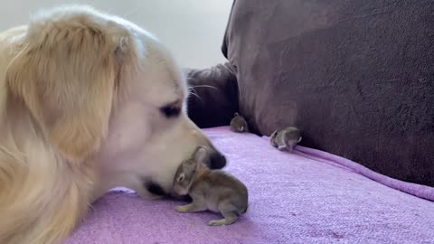 Golden Retriever and Baby Bunnies 10 days old