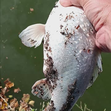 What fish Is this.