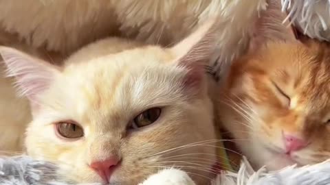 sleeping cute kitten