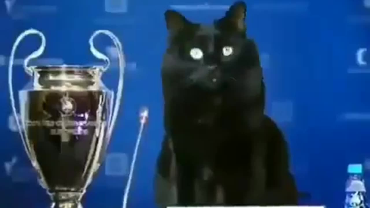 funny and great cat