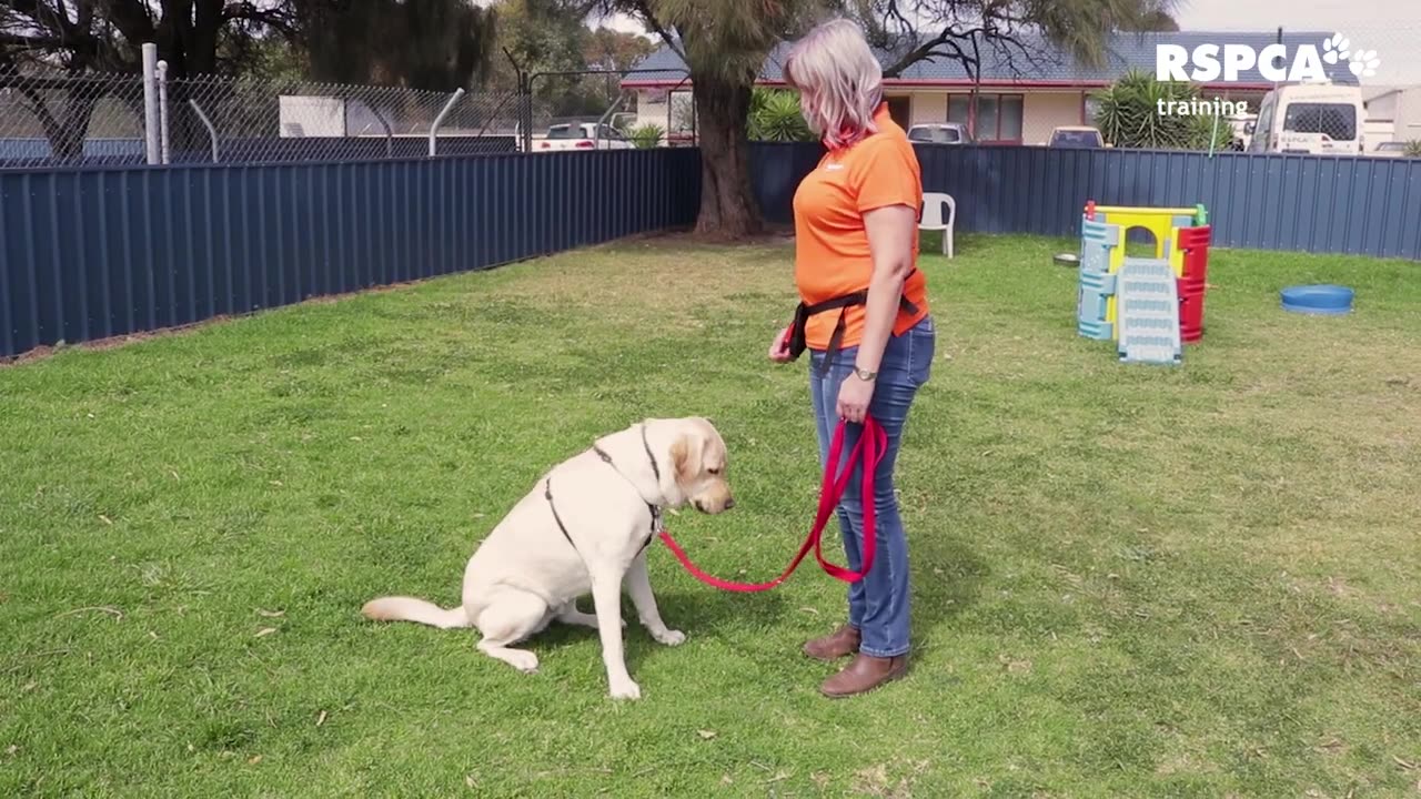 How to Free dog training series lesson. 1 how to teach your dog to sit and drop