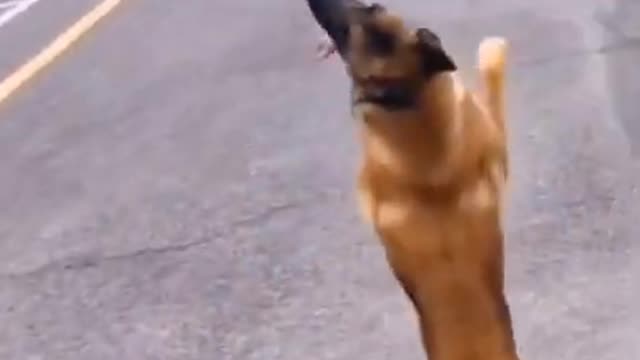 Cute dog dancing like a pro.