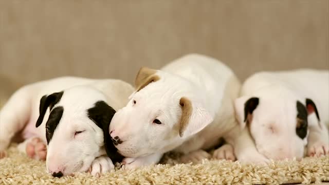 Three small bull terrier puppies lying on a carpet