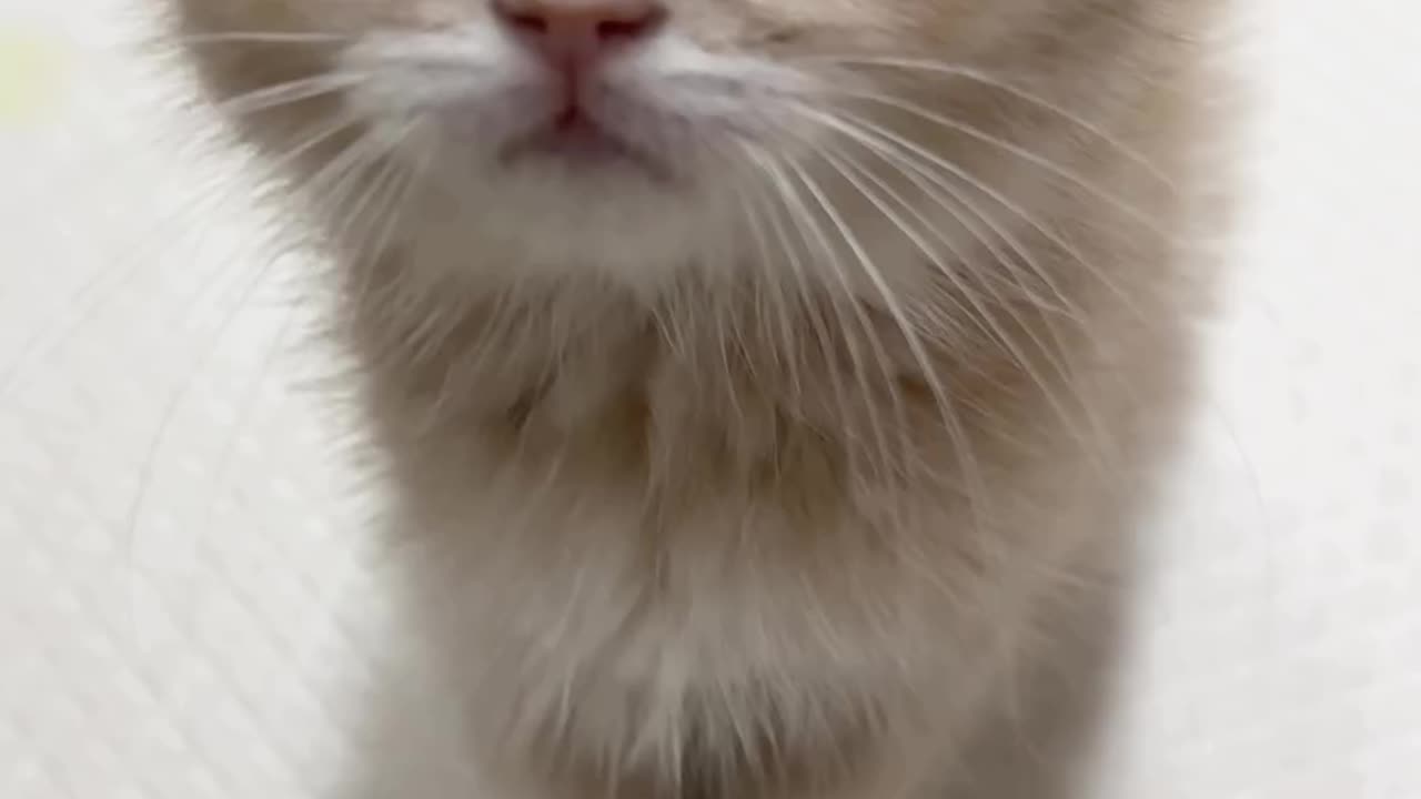 Funny cats video