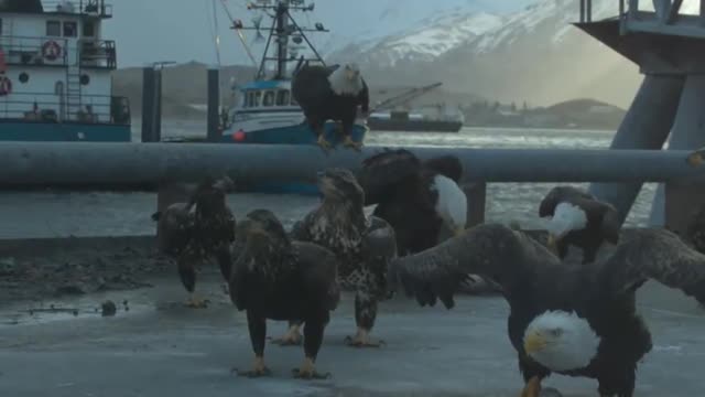 ALASKAN EAGLE TAKEOFF