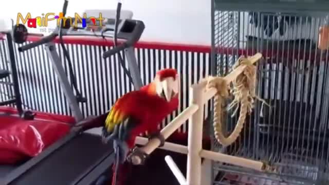 Dancing Parrot parrot