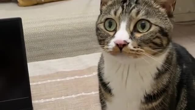 FUNNY CAT