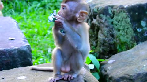 MONKEY - Very Sad Family! Cruel Mother Always hit Baby